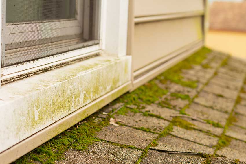 mold-algae-on-roof